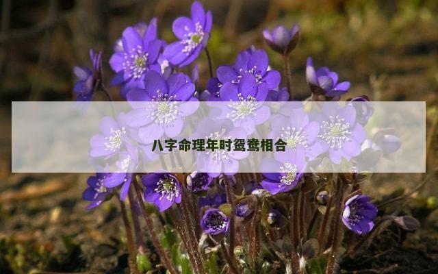 八字命理年时鸳鸯相合