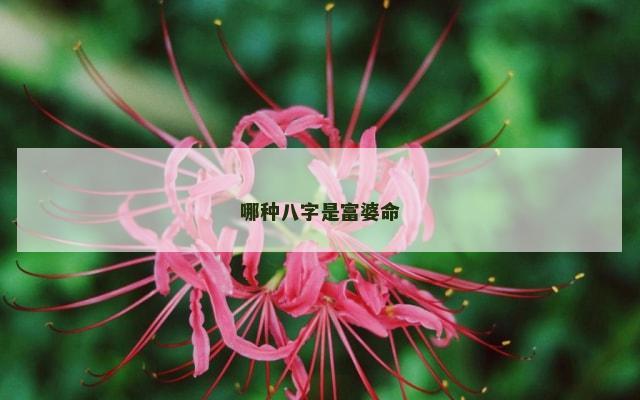 哪种八字是富婆命