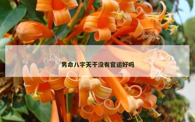 男命八字天干没有官运好吗