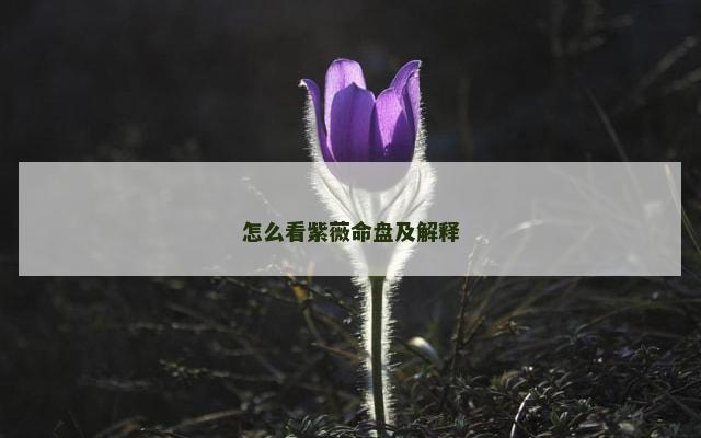 怎么看紫薇命盘及解释