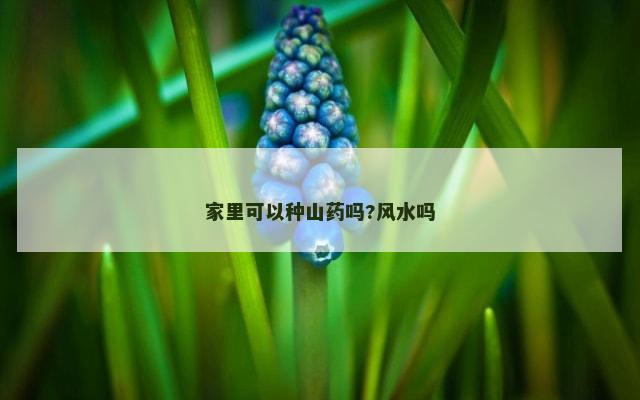 家里可以种山药吗?风水吗