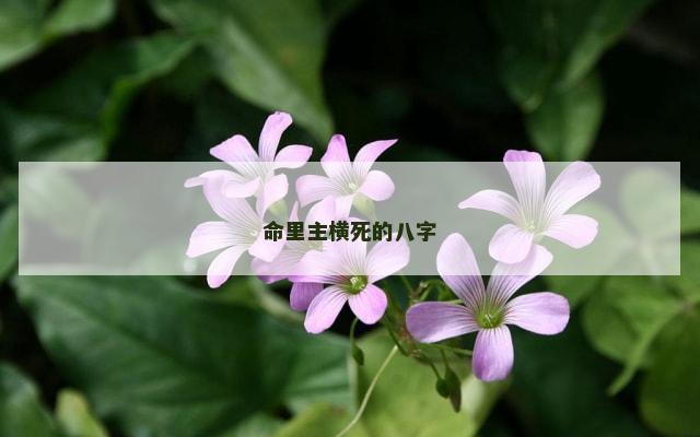 命里主横死的八字
