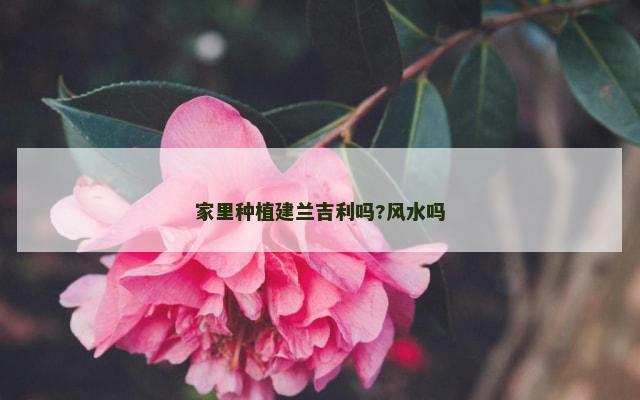 家里种植建兰吉利吗?风水吗