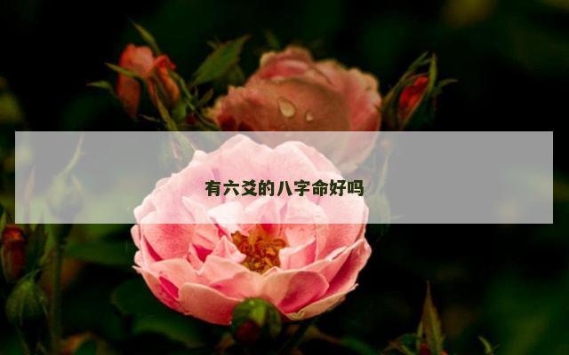有六爻的八字命好吗