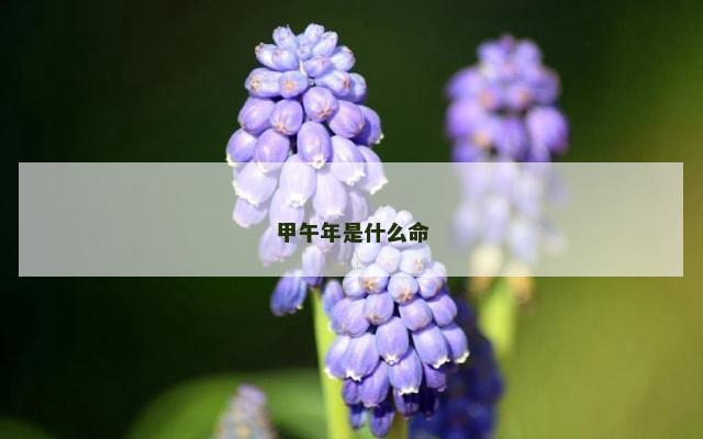 甲午年是什么命
