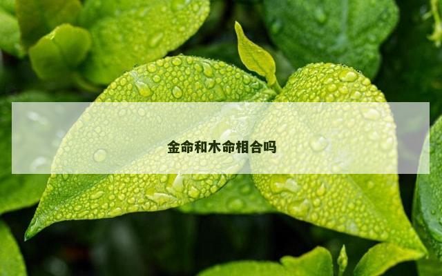 金命和木命相合吗