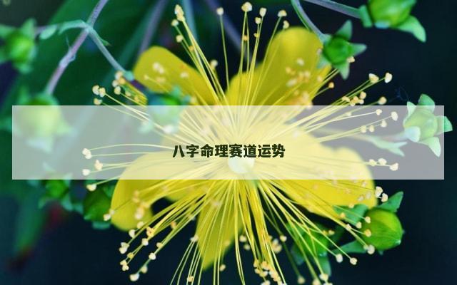 八字命理赛道运势