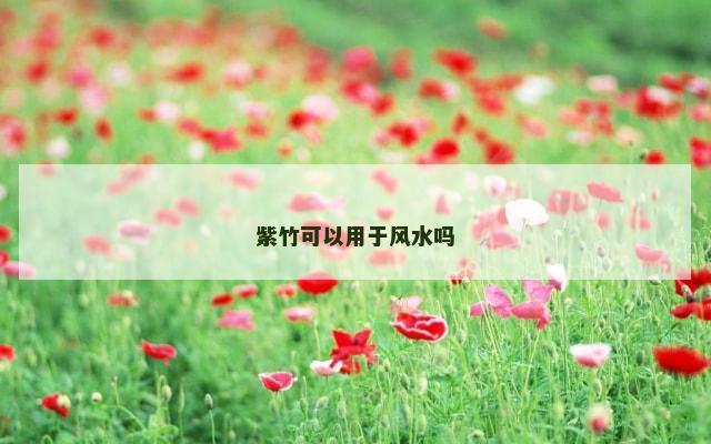 紫竹可以用于风水吗