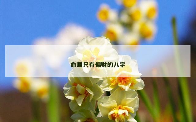 命里只有偏财的八字
