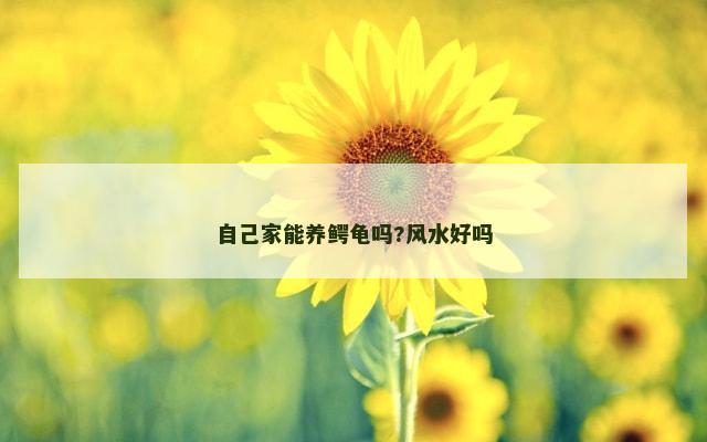 自己家能养鳄龟吗?风水好吗