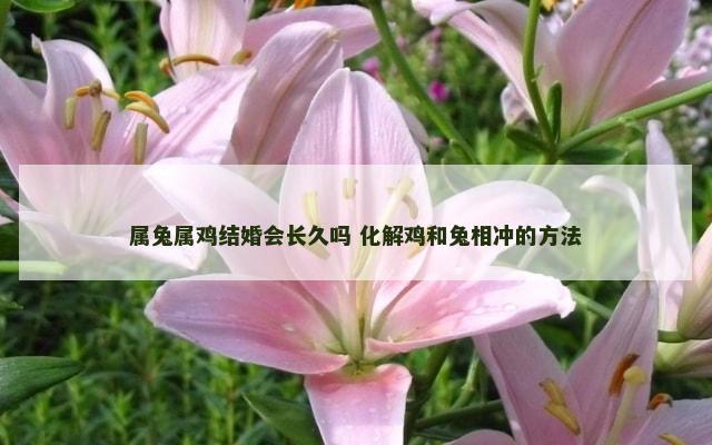 属兔属鸡结婚会长久吗 化解鸡和兔相冲的方法