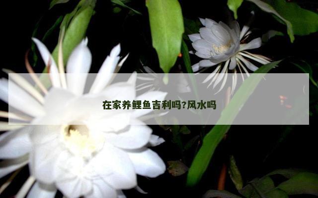 在家养鲤鱼吉利吗?风水吗