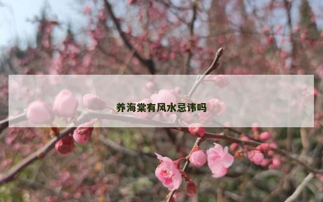 养海棠有风水忌讳吗