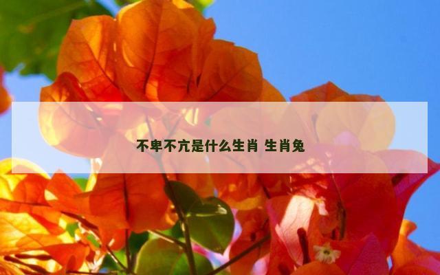 不卑不亢是什么生肖 生肖兔