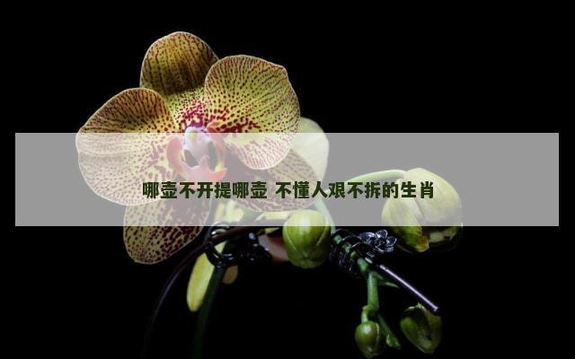 哪壶不开提哪壶 不懂人艰不拆的生肖