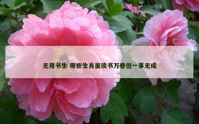 无用书生 哪些生肖虽读书万卷但一事无成