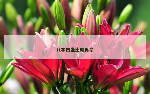 八字日坐比劫男命