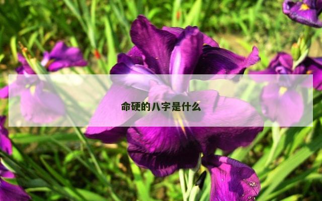 命硬的八字是什么