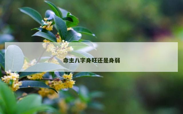 命主八字身旺还是身弱