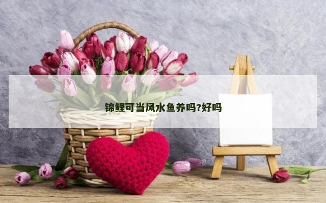 锦鲤可当风水鱼养吗?好吗