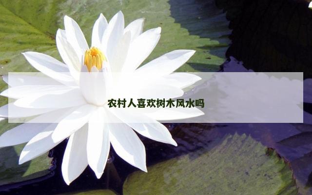 农村人喜欢树木风水吗