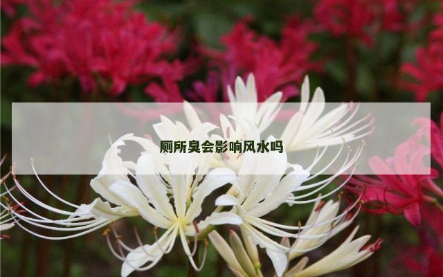 厕所臭会影响风水吗