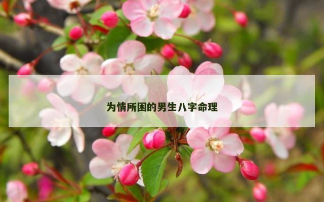 为情所困的男生八字命理