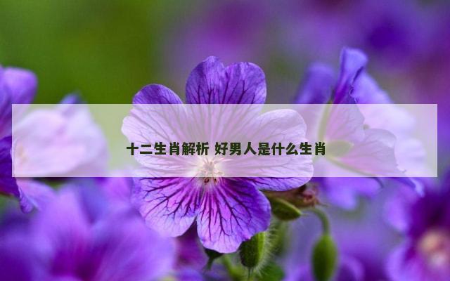 十二生肖解析 好男人是什么生肖
