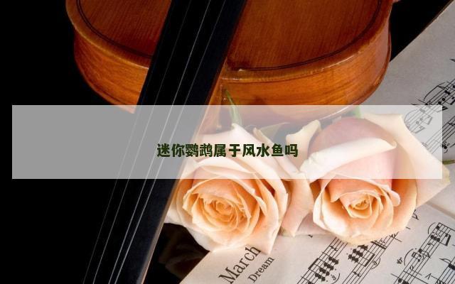 迷你鹦鹉属于风水鱼吗
