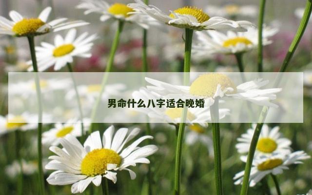男命什么八字适合晚婚