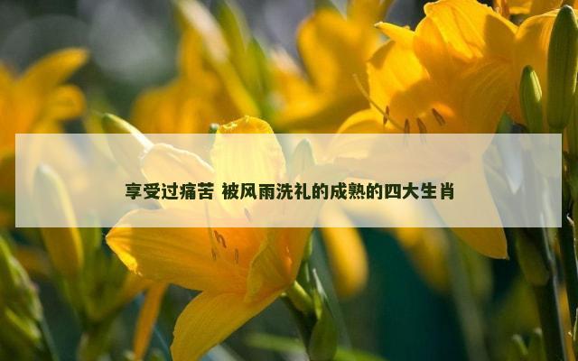 享受过痛苦 被风雨洗礼的成熟的四大生肖
