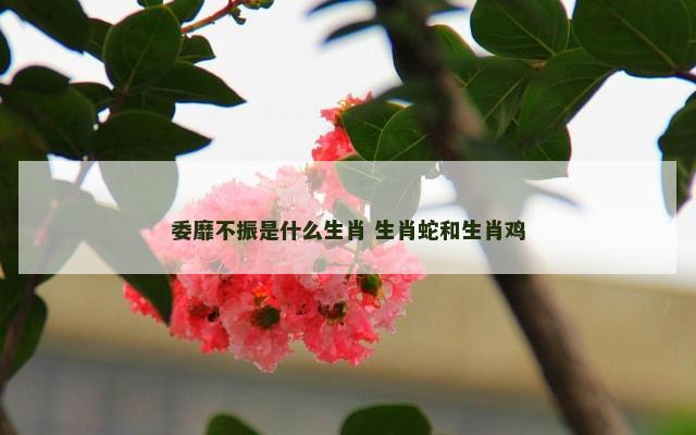 委靡不振是什么生肖 生肖蛇和生肖鸡