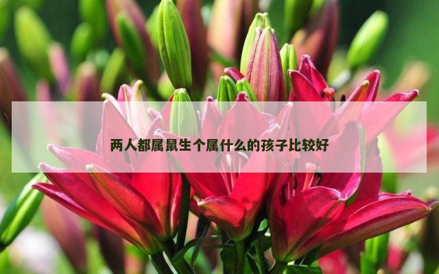 两人都属鼠生个属什么的孩子比较好