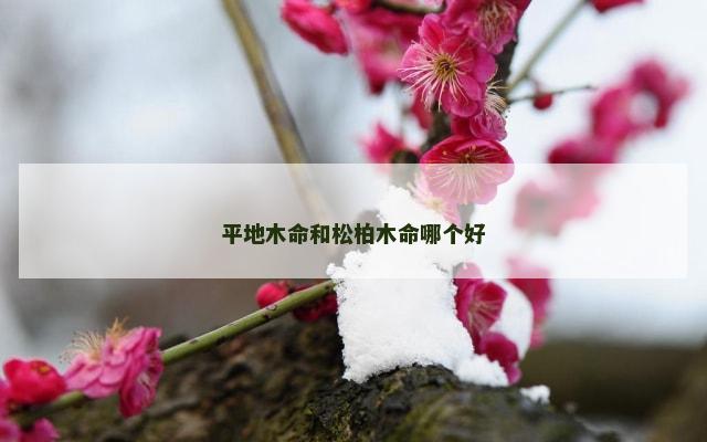 平地木命和松柏木命哪个好