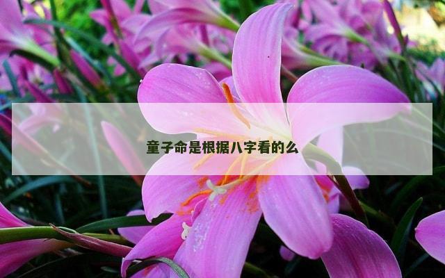 童子命是根据八字看的么