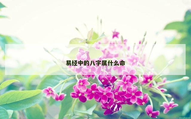 易经中的八字属什么命