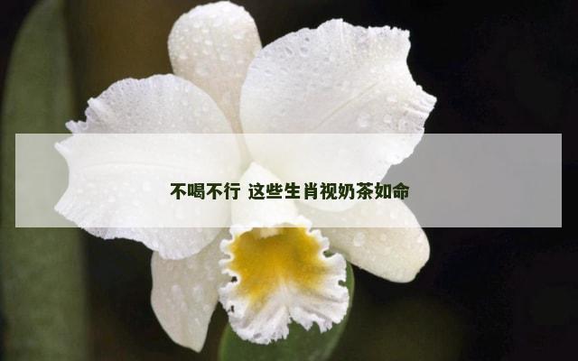 不喝不行 这些生肖视奶茶如命