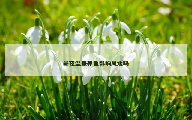 昼夜温差养鱼影响风水吗