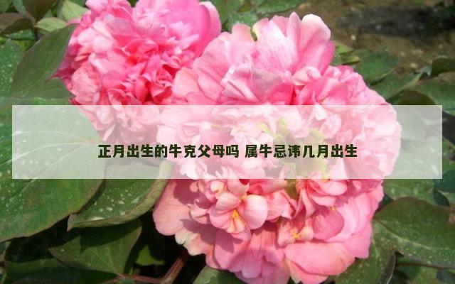 正月出生的牛克父母吗 属牛忌讳几月出生