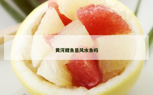 黄河鲤鱼是风水鱼吗