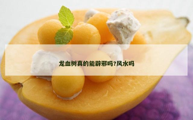 龙血树真的能辟邪吗?风水吗