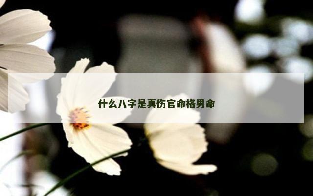 什么八字是真伤官命格男命