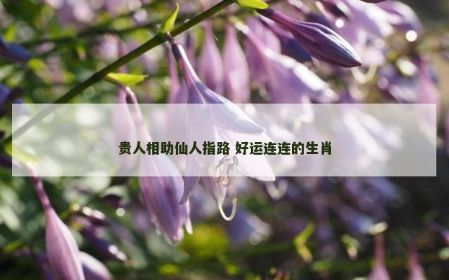 贵人相助仙人指路 好运连连的生肖