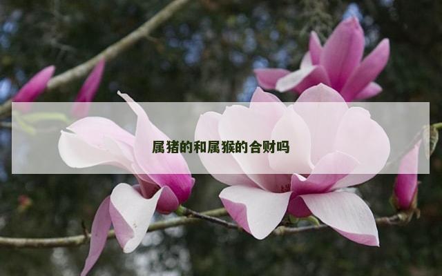 属猪的和属猴的合财吗