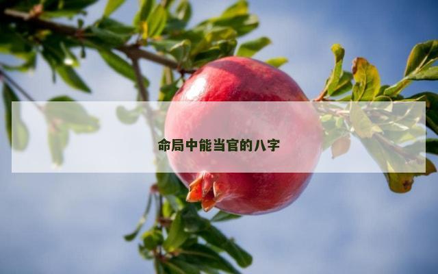 命局中能当官的八字