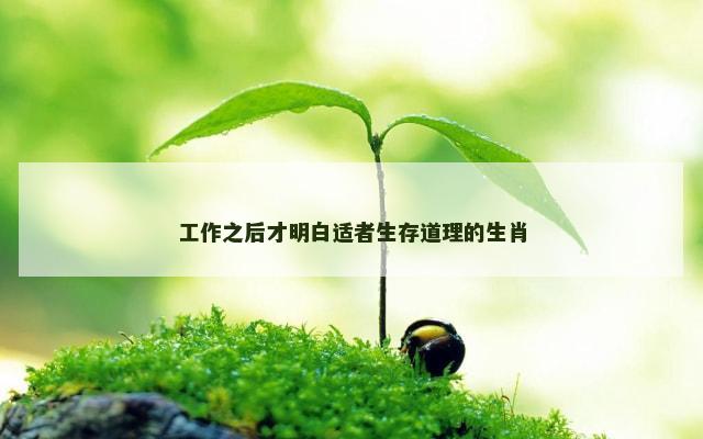 工作之后才明白适者生存道理的生肖