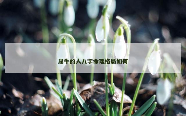 属牛的人八字命理格局如何