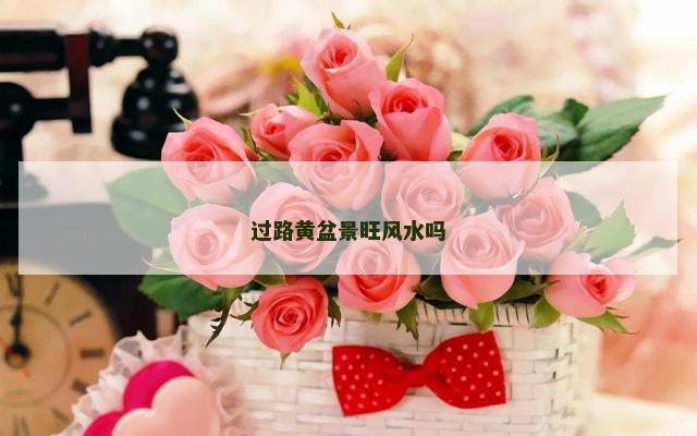 过路黄盆景旺风水吗