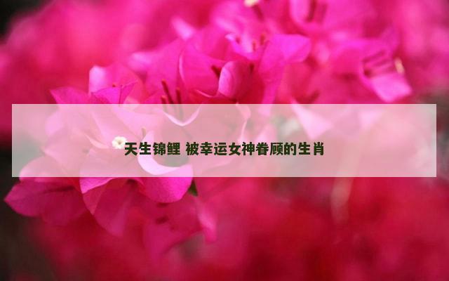 天生锦鲤 被幸运女神眷顾的生肖