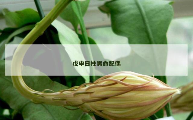 戊申日柱男命配偶
